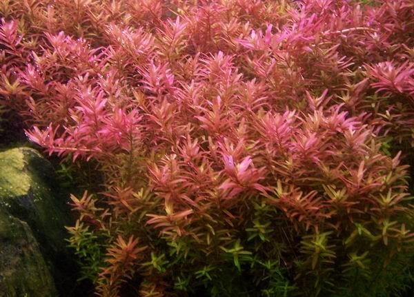 Rotala Rotundifolia Colorata Koszyk XXL roślina do akwarium